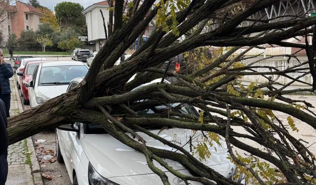 Park halindeki araçlara ağaç devrildi