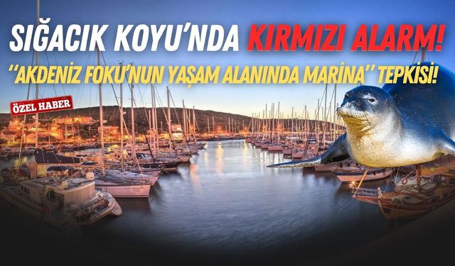 Sığacık Koyu’nda kırmızı alarm! Akdeniz Foku’nun yaşam alanında marina tepkisi!