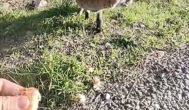 Tarihi Gelibolu Yarımadasında tilkiyle sıcak karşılaşma