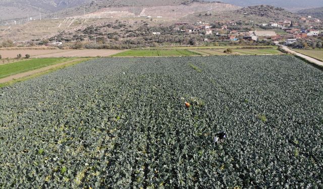 Türkiye'nin kışlık sebze ambarında gözler yüksek maliyetlerde