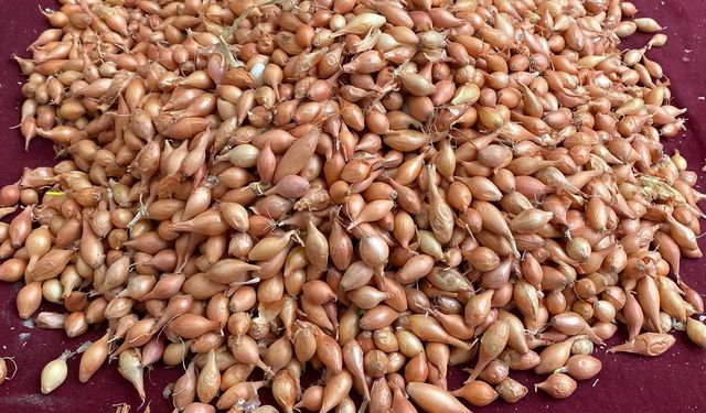 Üreticiye kritik çağrı: “Soğanı şimdi dik, verimi kaçırma!”