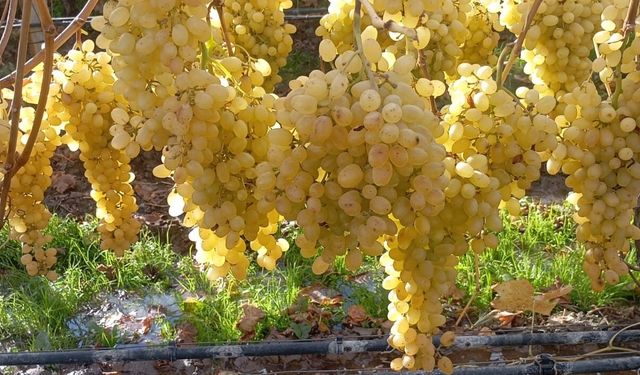 İzmir'in üzümleri! İşte Ege'nin köklü bağlarından gelen tatlar