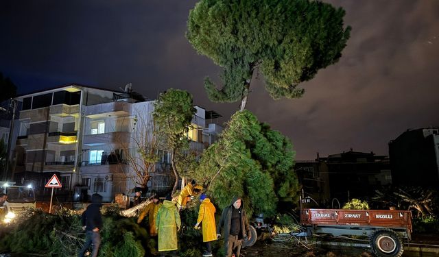 Aydın'da şiddetli fırtına kabusu: Dev çam ağacı elektrik hatlarını kopardı!