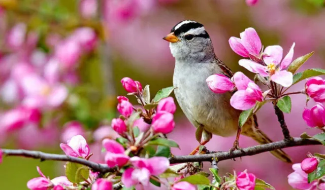 Cemre ne zaman düşecek 2026? Cemre ilk nereye düşüyor?