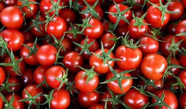 Dışardan bakınca hepsi güzel görünüyor ama içi başka: İyi domates seçmenin sırrı ortaya çıktı