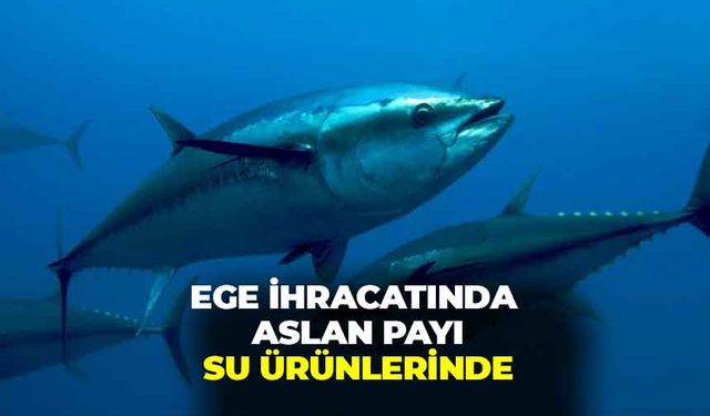 Levrek ve çipura Ege’yi sırtladı: İhracatta aslan payı su ürünlerinde!