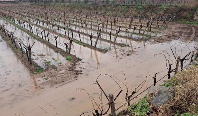Sağanak yağışlar Sarıgöl Ovası’na can suyu oldu