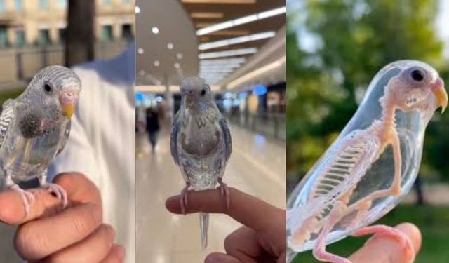 Şeffaf muhabbet kuşu gerçekten var mı, görüntüler gerçek mi? Şeffaf kuş ve yapay zeka tartışmaları