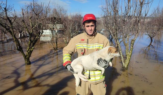 Sağanak vurdu, itfaiye seferber oldu! Manisa’da aileler ve hayvanlar kurtarıldı