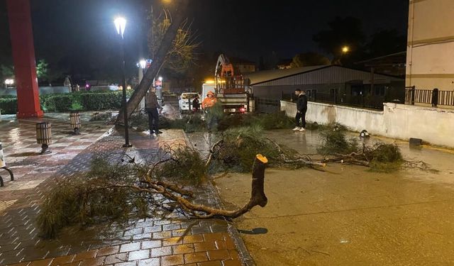 Alaşehir’de fırtına yolu kapattı: 50 yıllık çam devrildi!