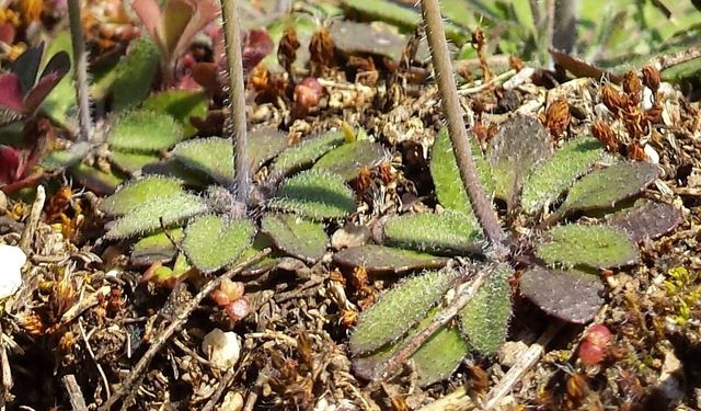 Avrupa bu küçük bitkinin peşinde: 6 haftada yetişiyor, tohumu 4 bin lira