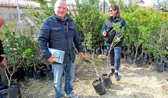 Çeşme’de sakız ağacı seferberliği: “Her Bahçeye Bir Sakız Ağacı” kampanyası büyüyor