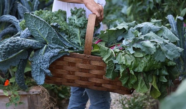 Dünya “süper gıda” diye tüketiyor, Türkiye’de sofraya bile girmiyor