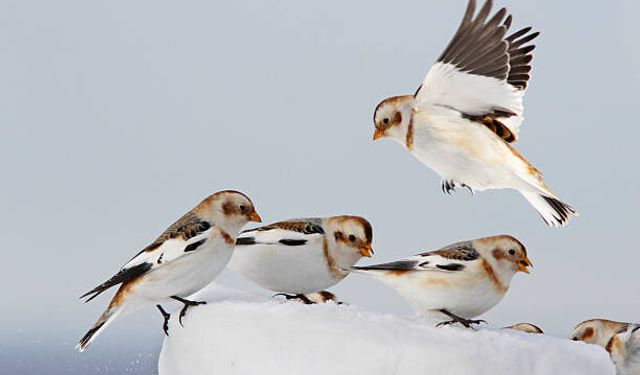 Kar kirazı gerçek mi? Kar kirazı kuşu gerçekten var mı?