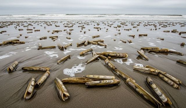 Japonlar Türkiye'deki bu lezzetin peşinde: Gastronomik hazine Ege'den fışkırıyor