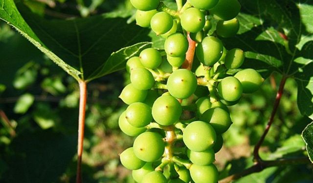 Ege sofralarının gizli dokunuşu: Limonu unutturan doğal ve ferah tat