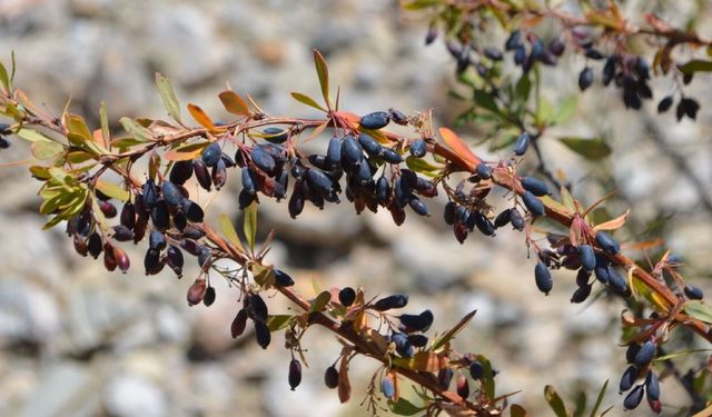 Rusların “yaşam iksiri” dediği bitki Türkiye'nin dağlarından fışkırıyor: Antikor fabrikası