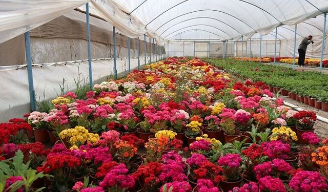 Çiçeğin başkenti Bayındır kadraja girdi!