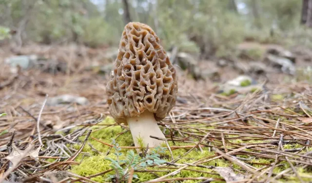 Kuzugöbeği mantarı fiyatı  ne kadar? Kuzugöbeği mantarı neden pahalı?