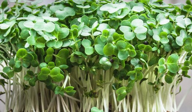 En sağlıklı sebze açıklandı: Kimsenin tahmin edemediği sebze dünya birincisi çıktı