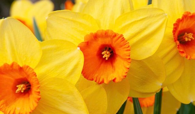 Nisan ayının çiçeği nedir? Nisan ayında açan çiçekler