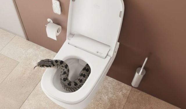 Sıcaklık arttı, kanalizasyon hattı hareketlendi: Davetsiz misafirlere dikkat!