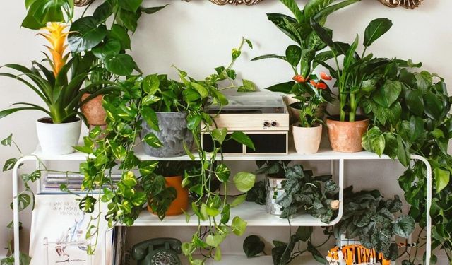 Türk evlerinin vazgeçilmezi: Çocukları ve evcil hayvanları tehdit ediyor!