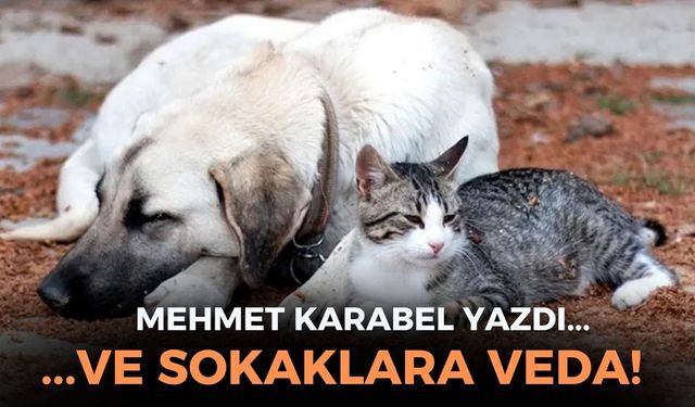 ...VE SOKAKLARA VEDA!