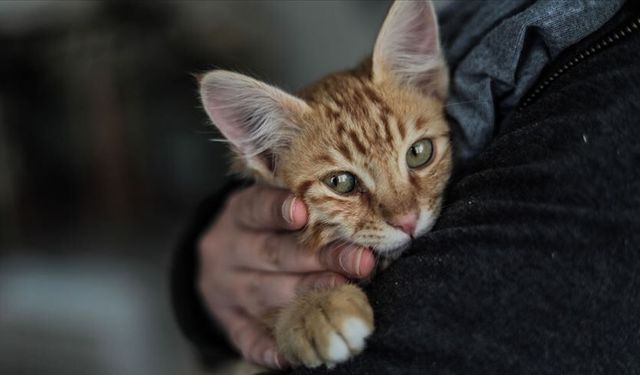 33 kedi ölü bulundu! İzmir Cumhuriyet Başsavcılığı'ndan jet soruşturma!