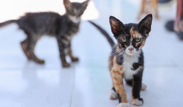 İzmir’de 33 kedinin ölü bulunduğu olayda veteriner hekim serbest bırakıldı!
