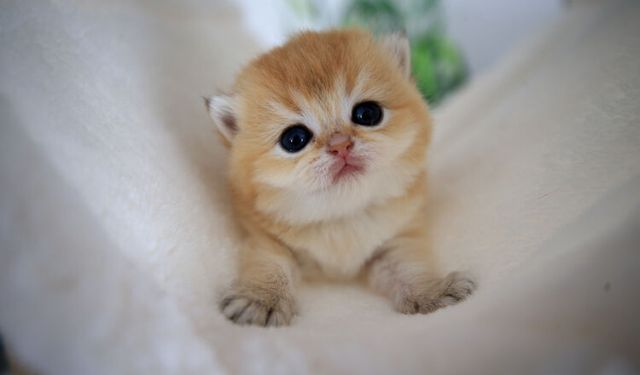 Buca'da 33 kedi ölü bulunmuştu: Veteriner hekim yeniden gözaltında!