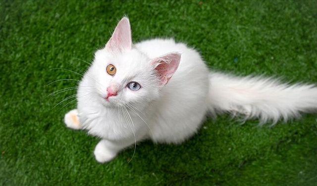 Buca'da insanlık dışı olay: 24 kedi dondurulmuş halde çöp konteynerinde bulundu!