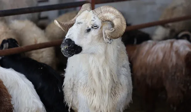 9 günlük Kurban Bayramı tatili ne zaman başlıyor?