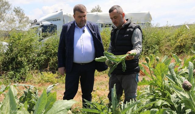 İzmir Seferihisar'da enginar hasadı başladı! Başkan Yetişkin üreticinin yanında