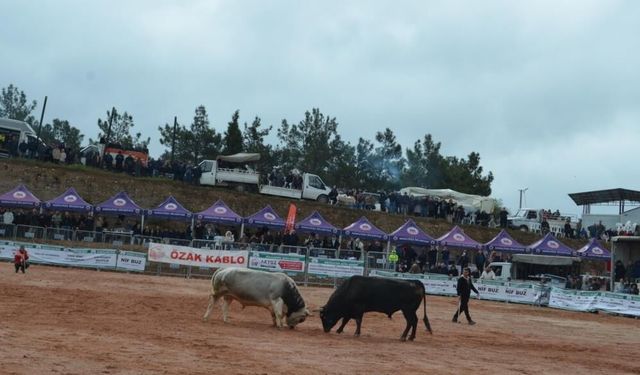 İzmir Kemalpaşa’da boğa güreşi heyecanı!