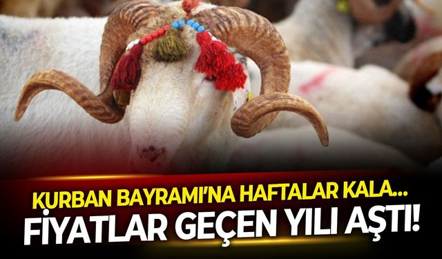 Kurban Bayramı’na haftalar kala…    Fiyatlar geçen yılı aştı!