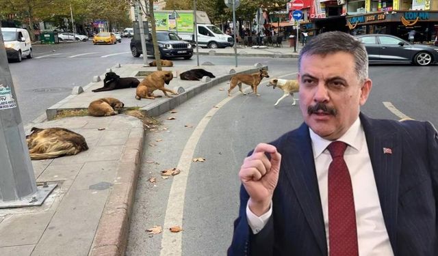 Sokak hayvanları için yeni dönem! Bakan Çiftçi tarih verdi