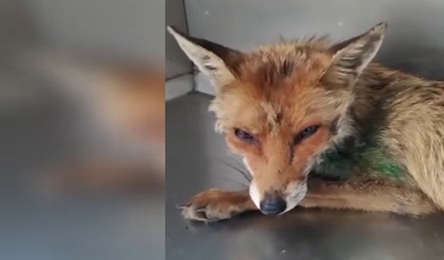 Foça’da ölümün eşiğinden dönen yavru tilki yeniden doğaya kavuştu!