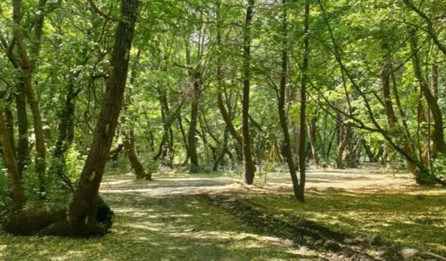 İzmir'de ormanlara giriş yasaklandı mı?  İzmir'de piknik yapmak yasak mı?