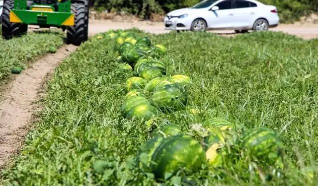 Tarlada fiyat 15 liraya düştü! 125 bin dekarda üretim yapılıyor, 800 bin ton verim bekleniyor