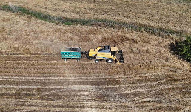 Kilosu 21 liraydı, 16,5 liraya düştü! Hasat başladı, dönümde 400 kilo verim bekleniyor