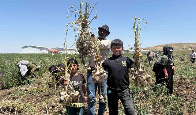 Ankara'da ilk kez ekildi! Tarlada 190 liradan alıcı buluyor