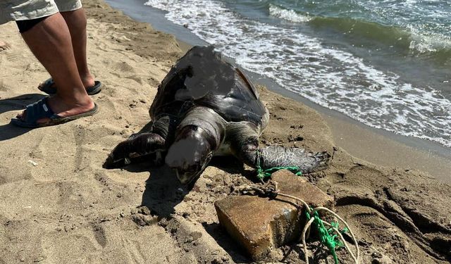 İzmir'de şok görüntü! Canice katledilen deniz kaplumbağası kıyıya vurdu!