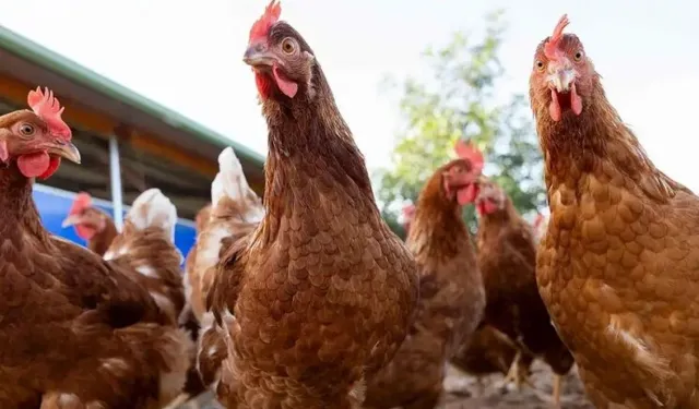 Kayyum atanan tavuk firmaları hangisi? Kayyum atanan 13 şirketin adı ne?