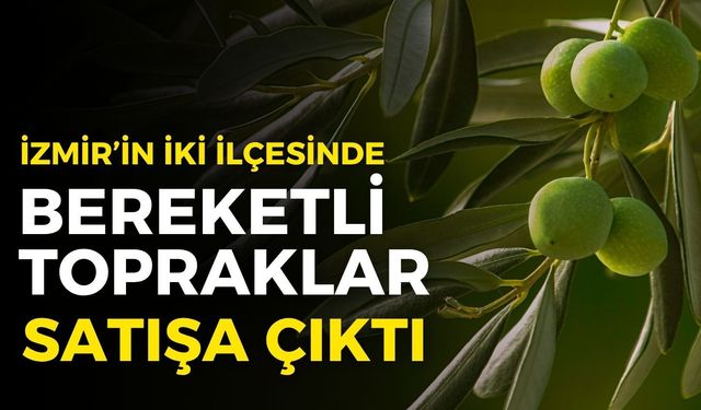 İzmir’de iki ilçede bereketli topraklar satışa çıktı: Zeytinlik, tarla ve arsalar ihalede