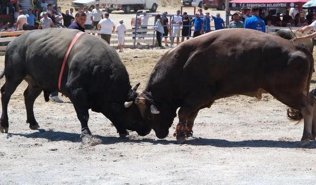 Germencik'te boğa güreşi heyecanı! 65 çift pehlivan boğa arenaya çıktı