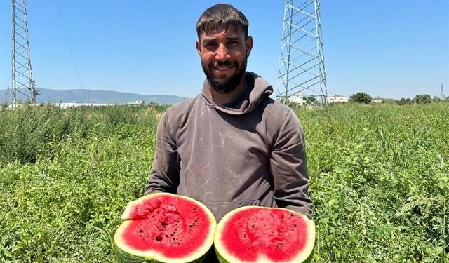Tarladan sofraya zorlu yolculuk: Torbalı’da karpuz hasadı başladı!