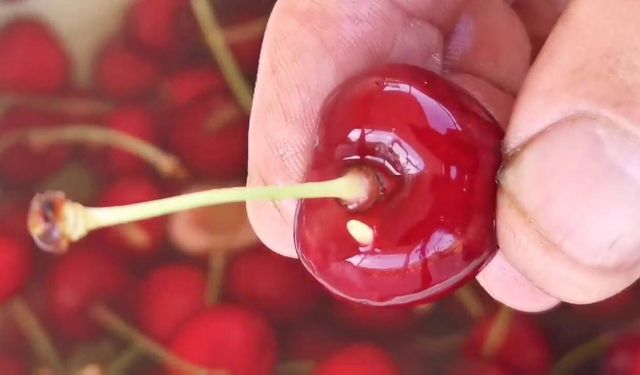 Pazardan kiraz alanlar dikkat: Bir bakışta kurtlu olup olmadığını anlamak mümkün