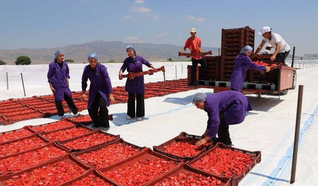 14 kilosundan sadece 1 kilo çıkıyor: İzmir'in altın değerindeki ihracatı!
