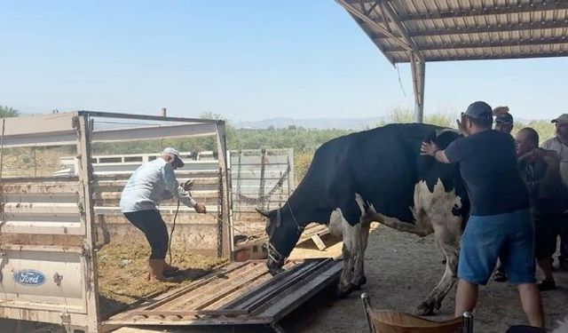 Aydın'da 3 günlük yangın kabusu sonrası yürekleri ısıtan sahne: Tahliye edilen hayvanlar sahiplerine kavuştu